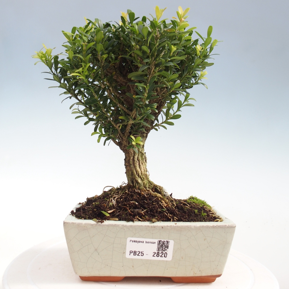 Zimmer Bonsai - Buxus harlandii - Kork Buchsbaum