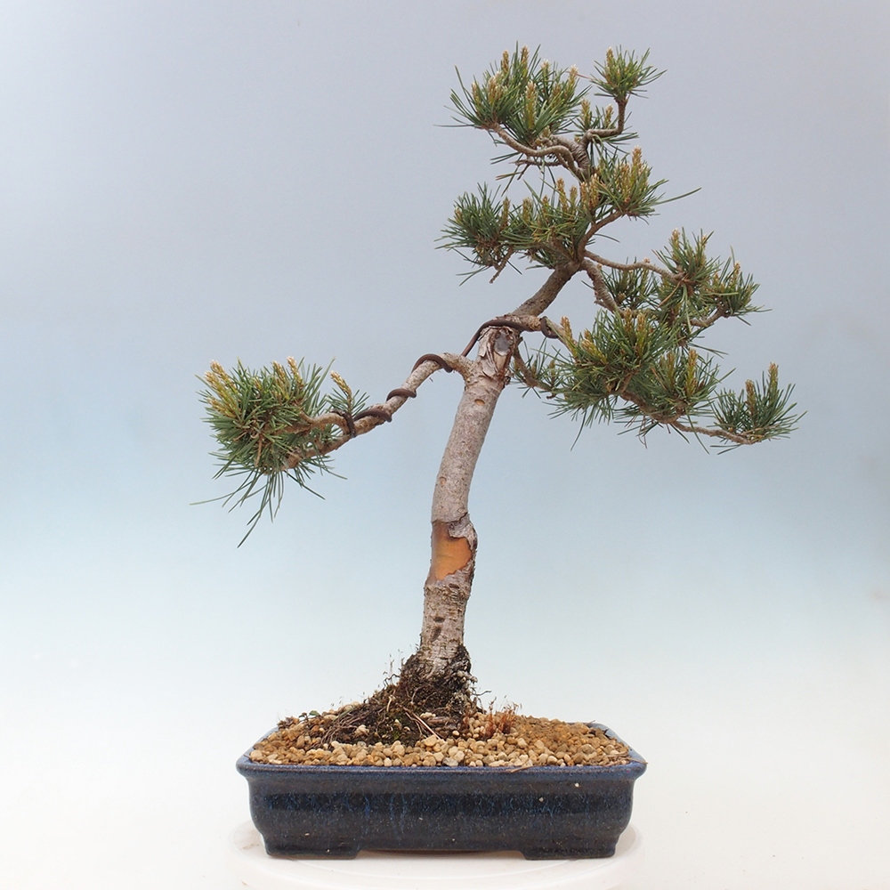 Bonsai im Freien - Pinus Sylvestris - Waldkiefer
