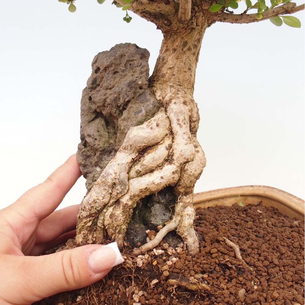 Bonsai für draußen - Berberis coreana