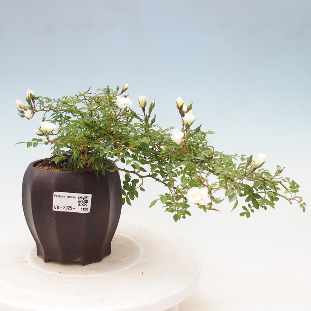 Freilandbonsai - Rosa Sea Foam -  Rose