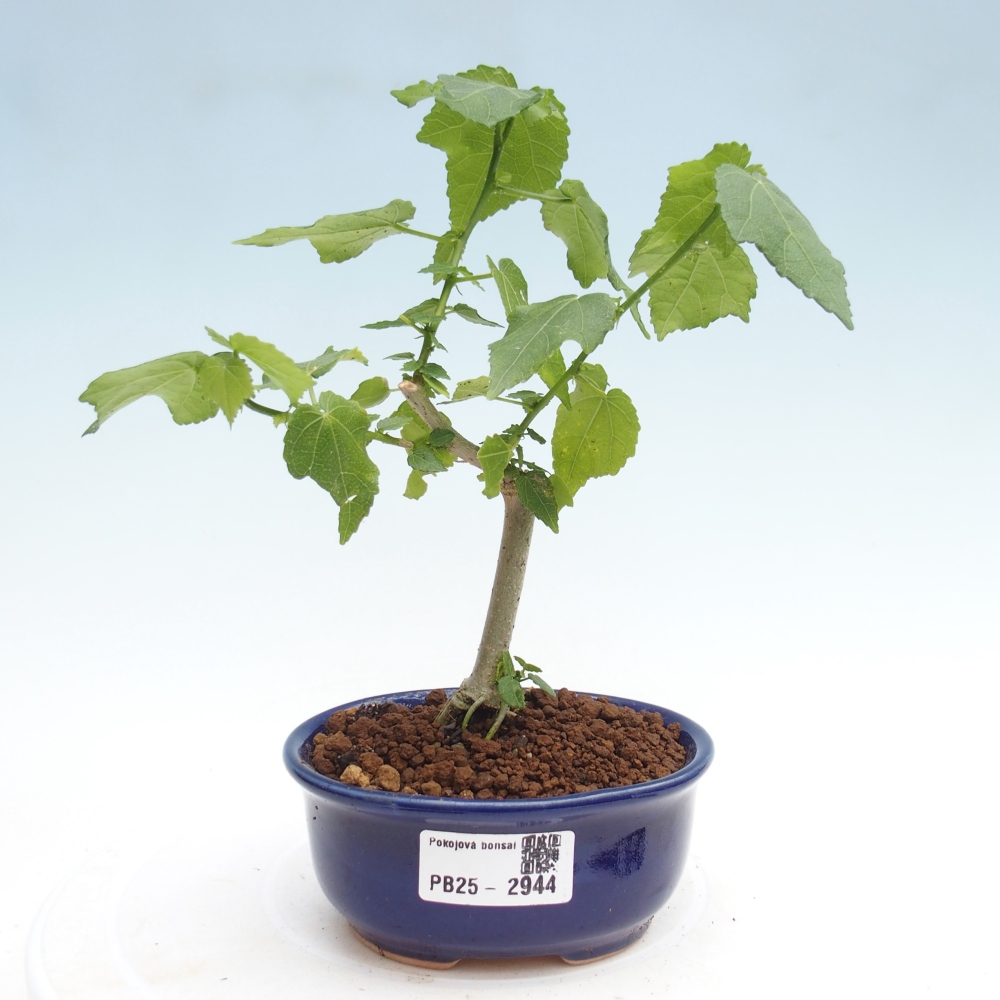 Zimmerbonsai - Malvaviscus arboreus - holziger Hibiskus
