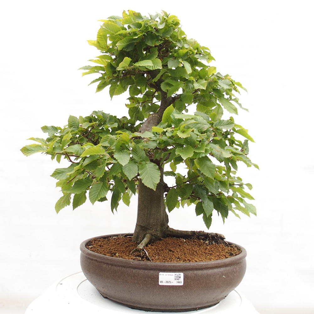 Bonsai im Freien - Hainbuche - Carpinus betulus