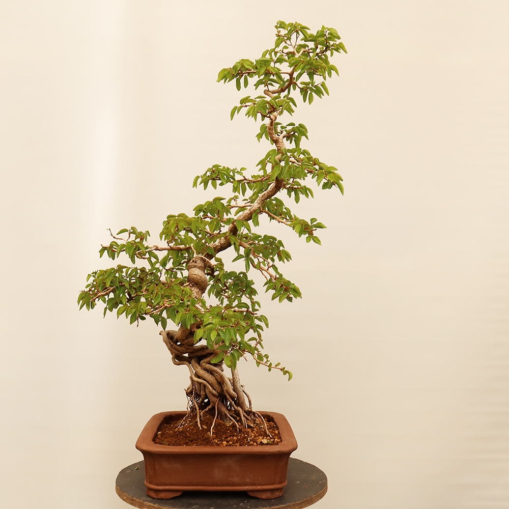 Bonsai im Freien - Carpinus Coreana - Koreanische Hainbuche