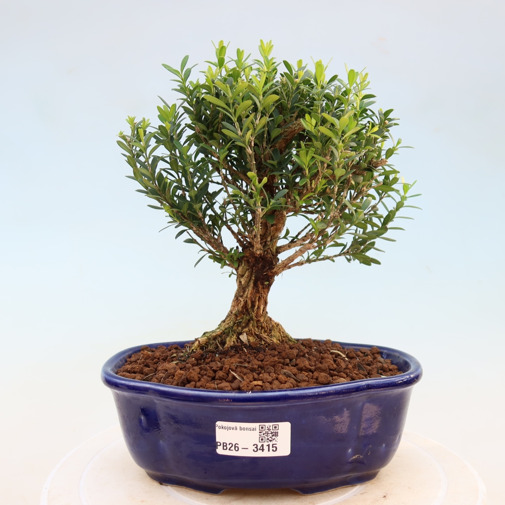 Zimmer Bonsai - Buxus harlandii - Korkbuxus