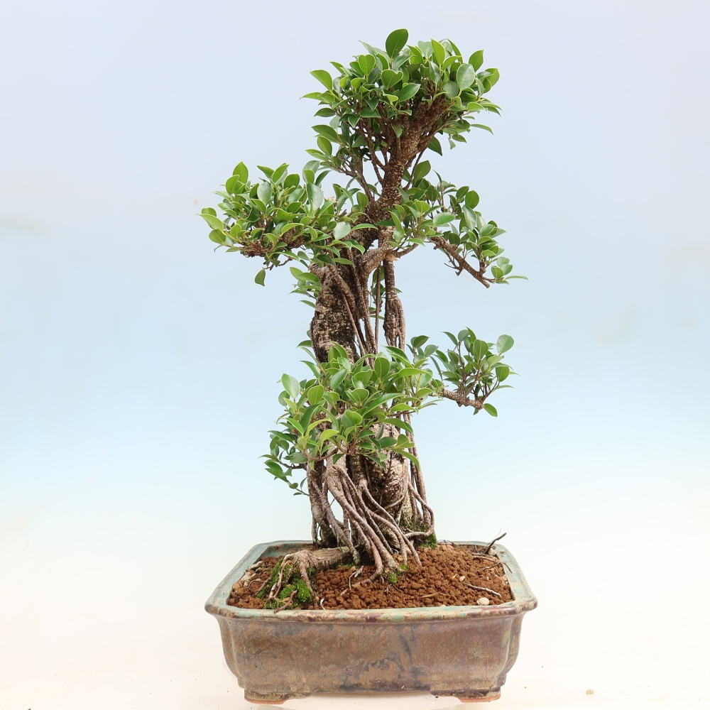 Zimmerbonsai - Ficus kimmen - Kleinblättriger Ficus
