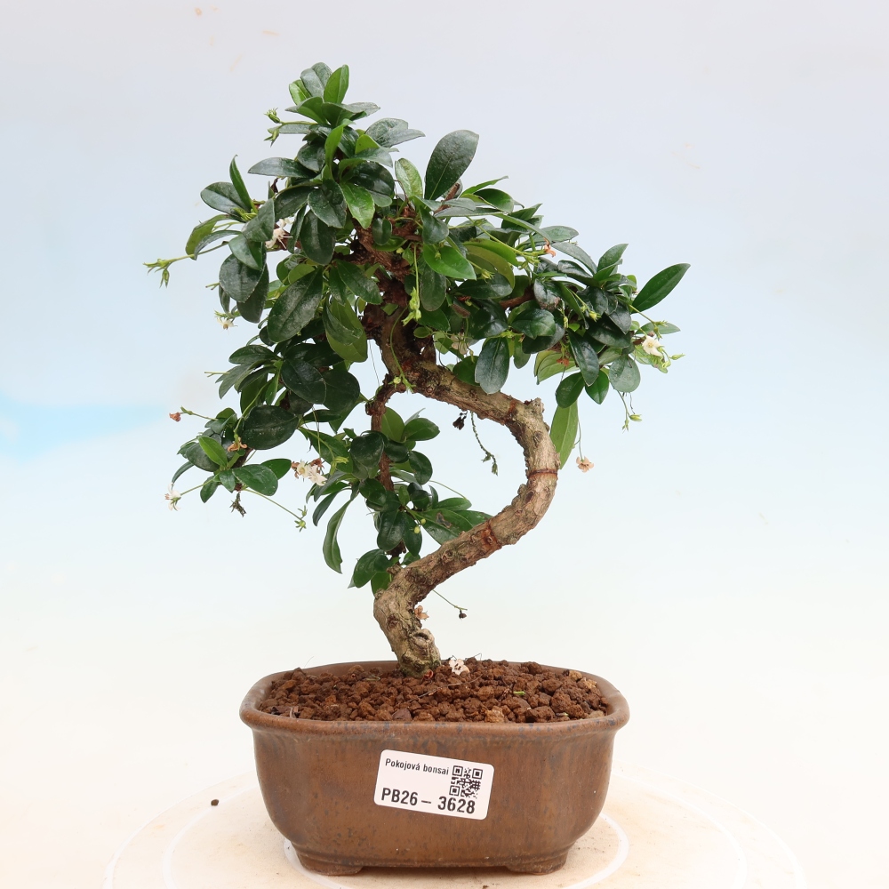 Zimmer-Bonsai - Carmona macrophylla - Tee-Fuki