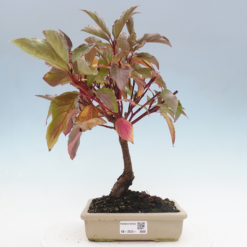 Bonsai für draußen - Hartriegel - Cornus mas