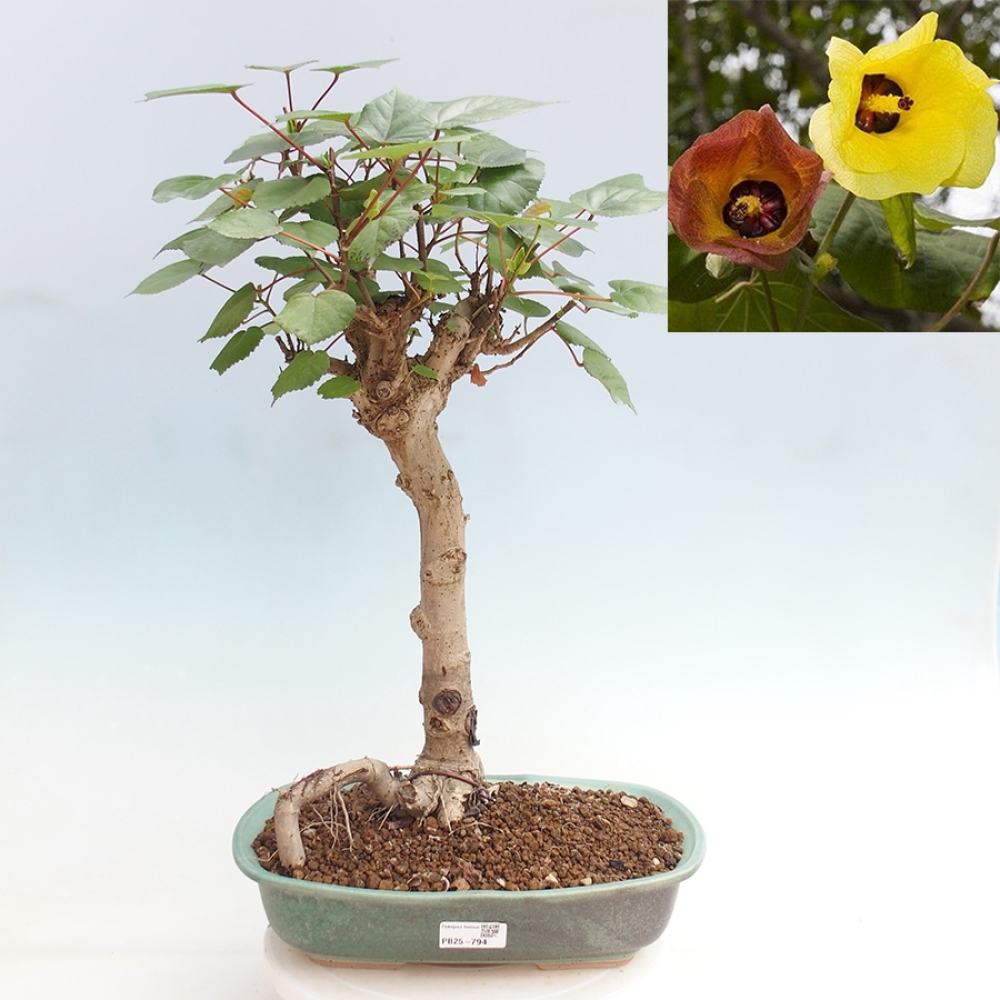 Zimmerbonsai - Hibiscus tiliaceus - Meereshibiskus