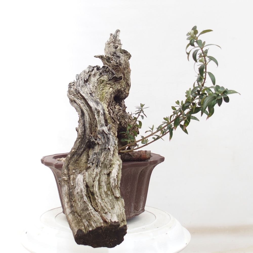 Indoor-Bonsai - Olea europaea sylvestris - Europäisches kleinblättriges Olivenöl