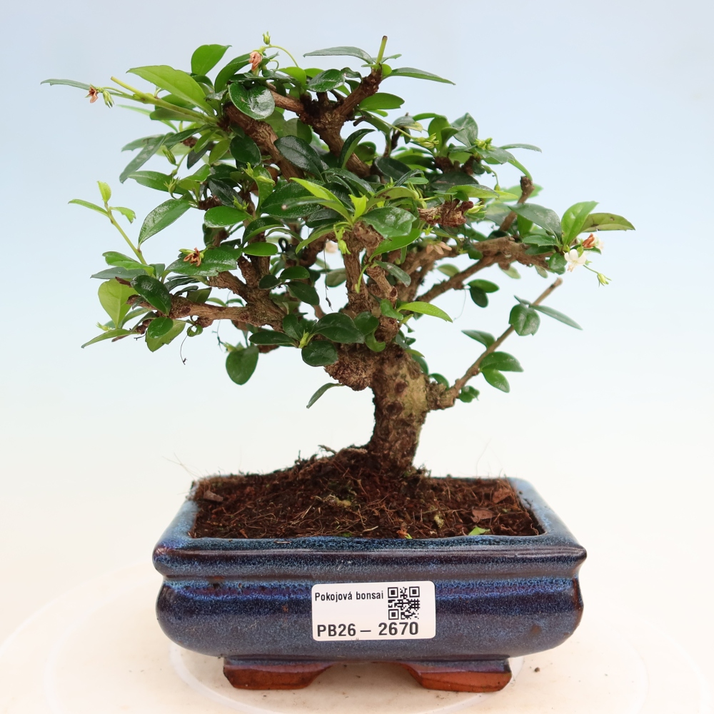 Zimmer-Bonsai - Carmona macrophylla - Tee-Fuki