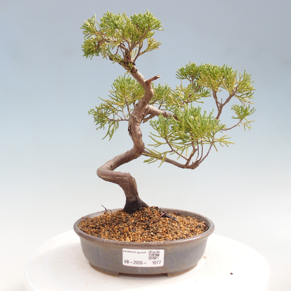 Bonsai für draußen - Juniperus chinensis Kishu