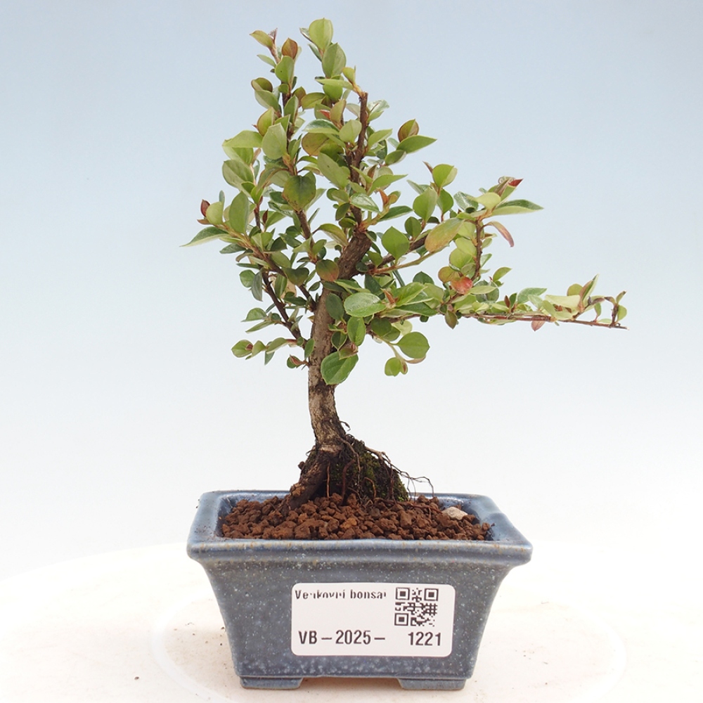 Bonsai im Freien - Cotoneaster horizontalis - Felsenbaum