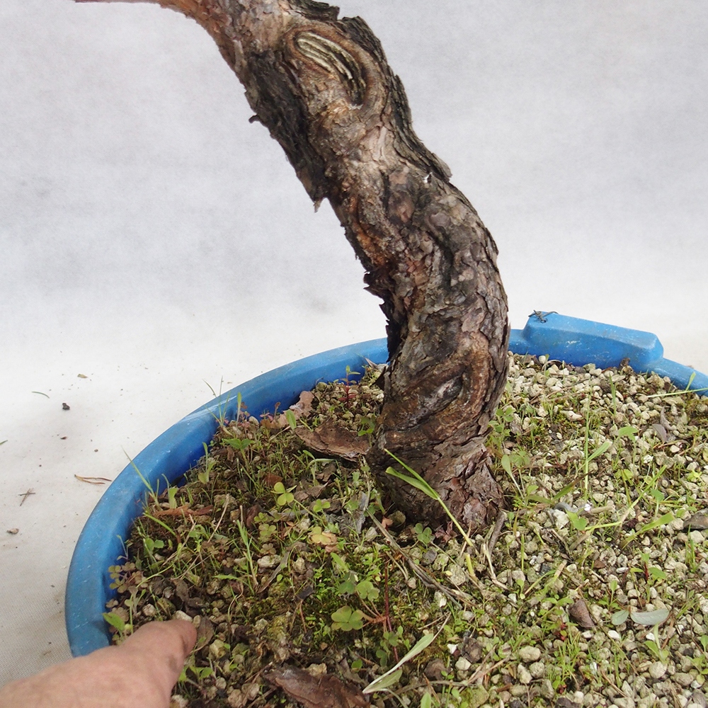 Yamadori - Pinus sylvestris 