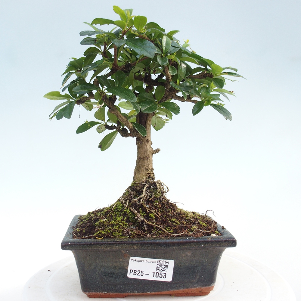 Zimmerbonsai - Carmona Macrophylla - Fuki-Tee