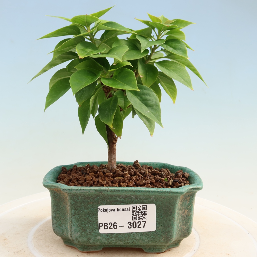 Zimmer Bonsai - Bouganwilea