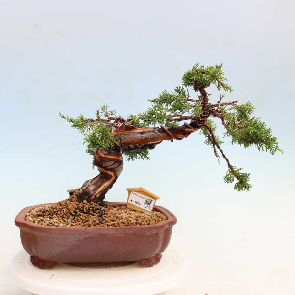 Bonsai für draußen - Juniperus chinensis Itoigawa-Juniperus chinensis