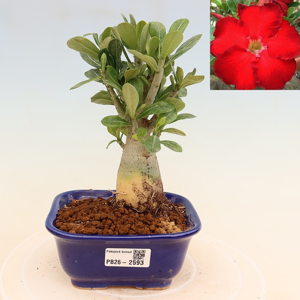 Zimmerbonsai – Adenium obesum „Red Star“ – Wüstenrose