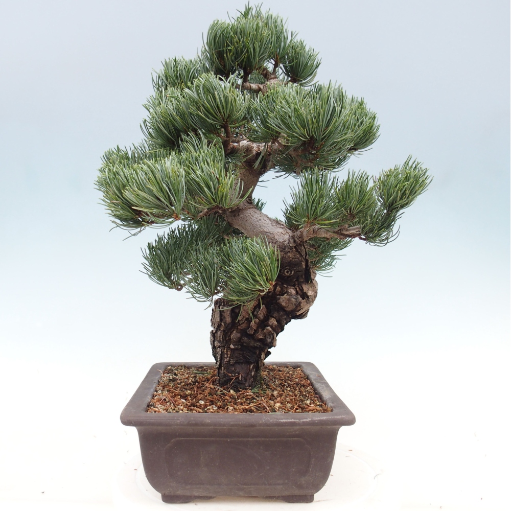 Bonsai im Freien - Pinus parviflora - kleine Kiefer