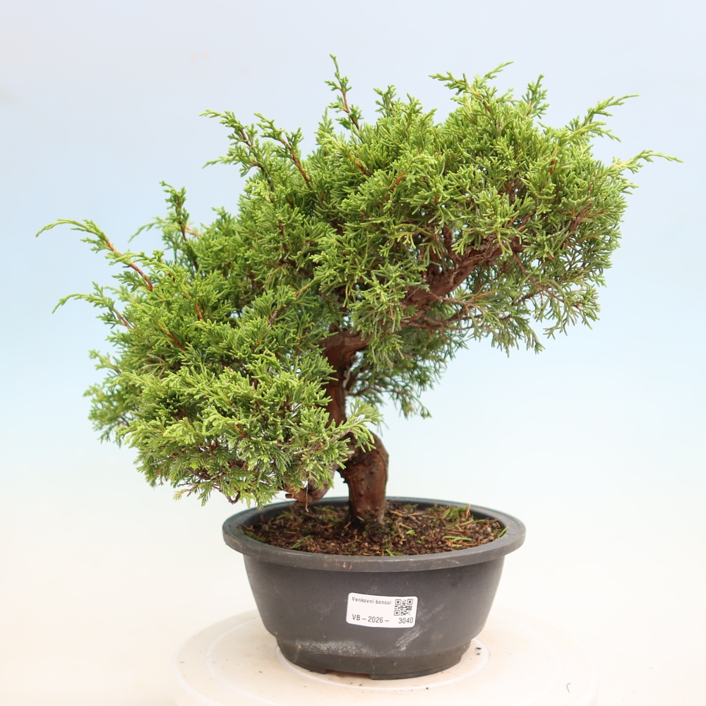 Bonsai für draußen - Juniperus chinensis Itoigawa-Juniperus chinensis