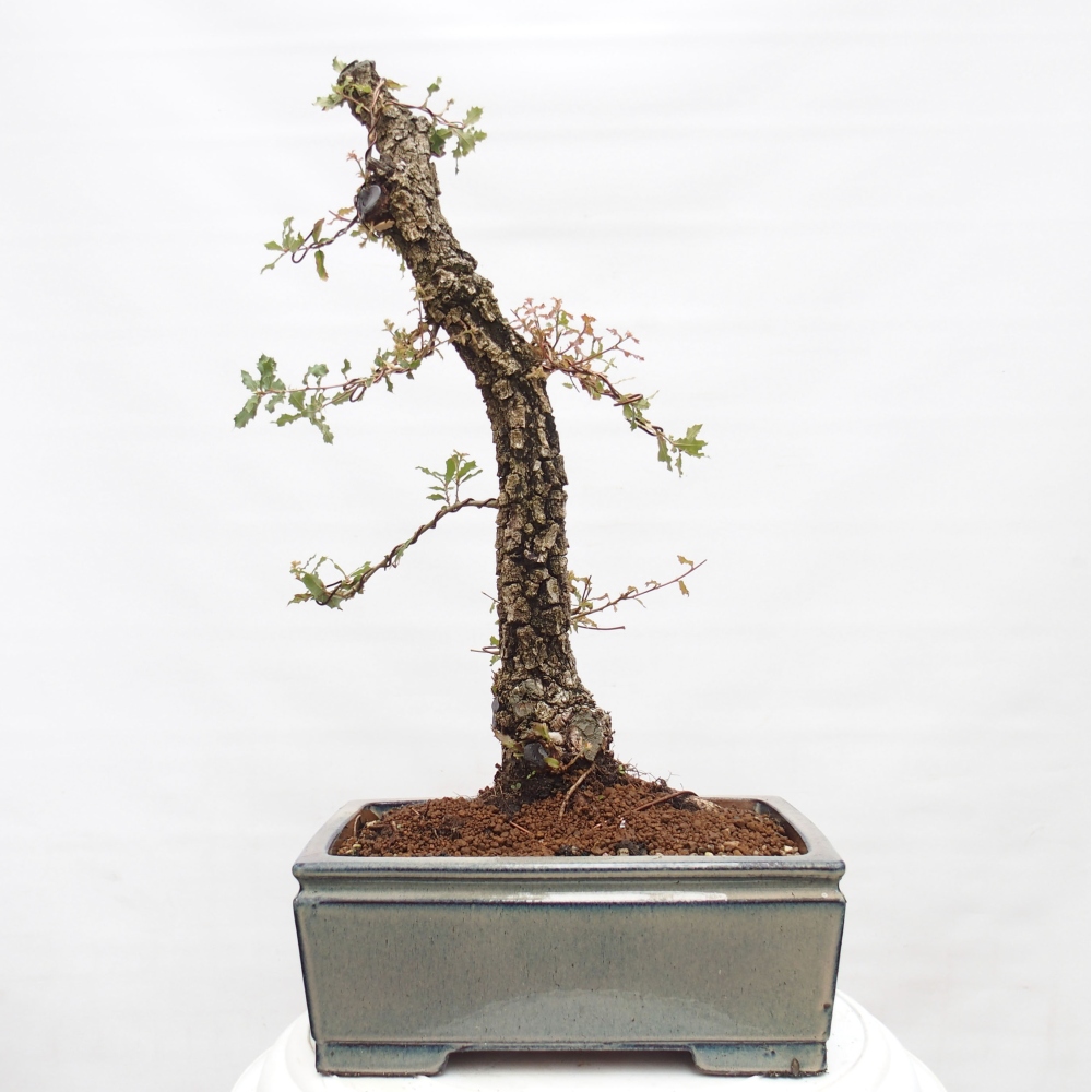 Yamadori - Quercus Ilex - Steineiche