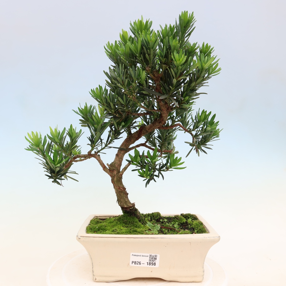 Zimmerbonsai - Podocarpus - Stein-Eibe