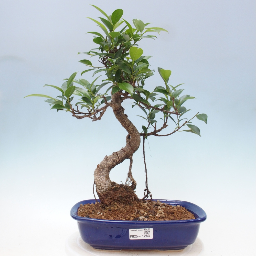 Indoor-Bonsai - Ficus kimmen - kleinblättriger Ficus