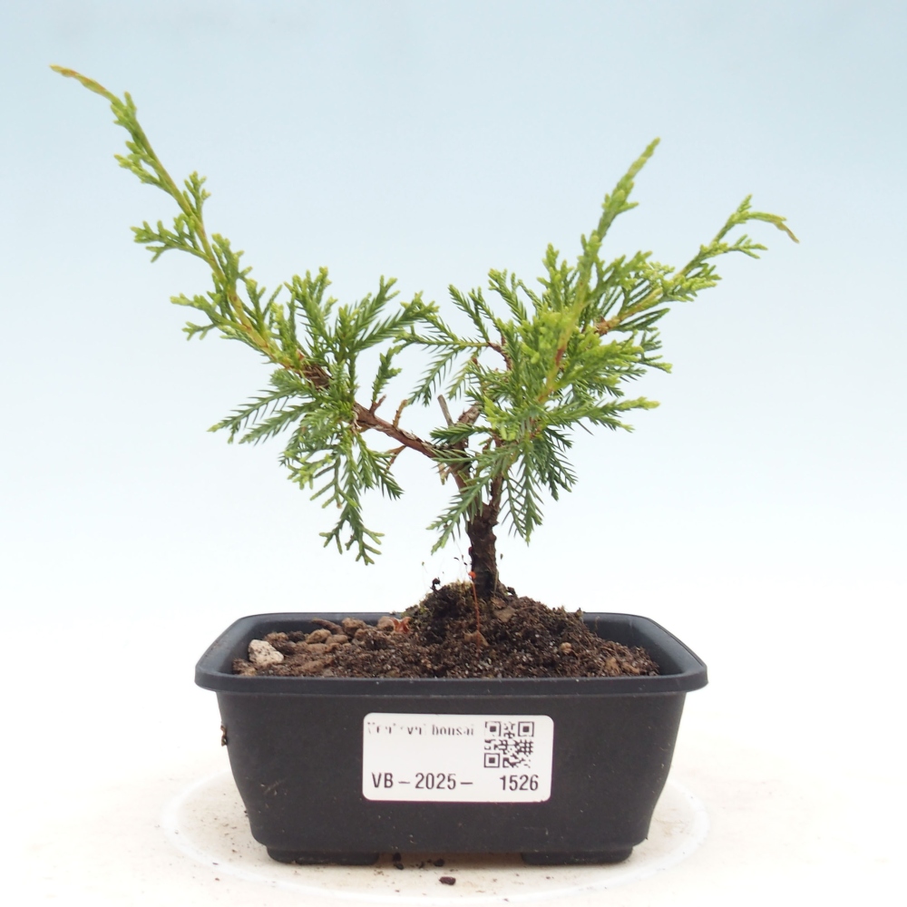 Outdoor bonsai - Juniperus chinensis Itoigawa - Chinese juniper