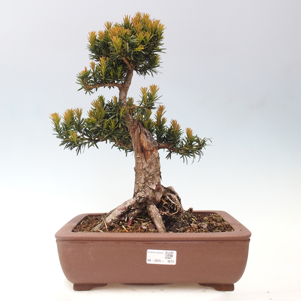 Bonsai im Freien - Taxus cuspidata - Japanische Eibe