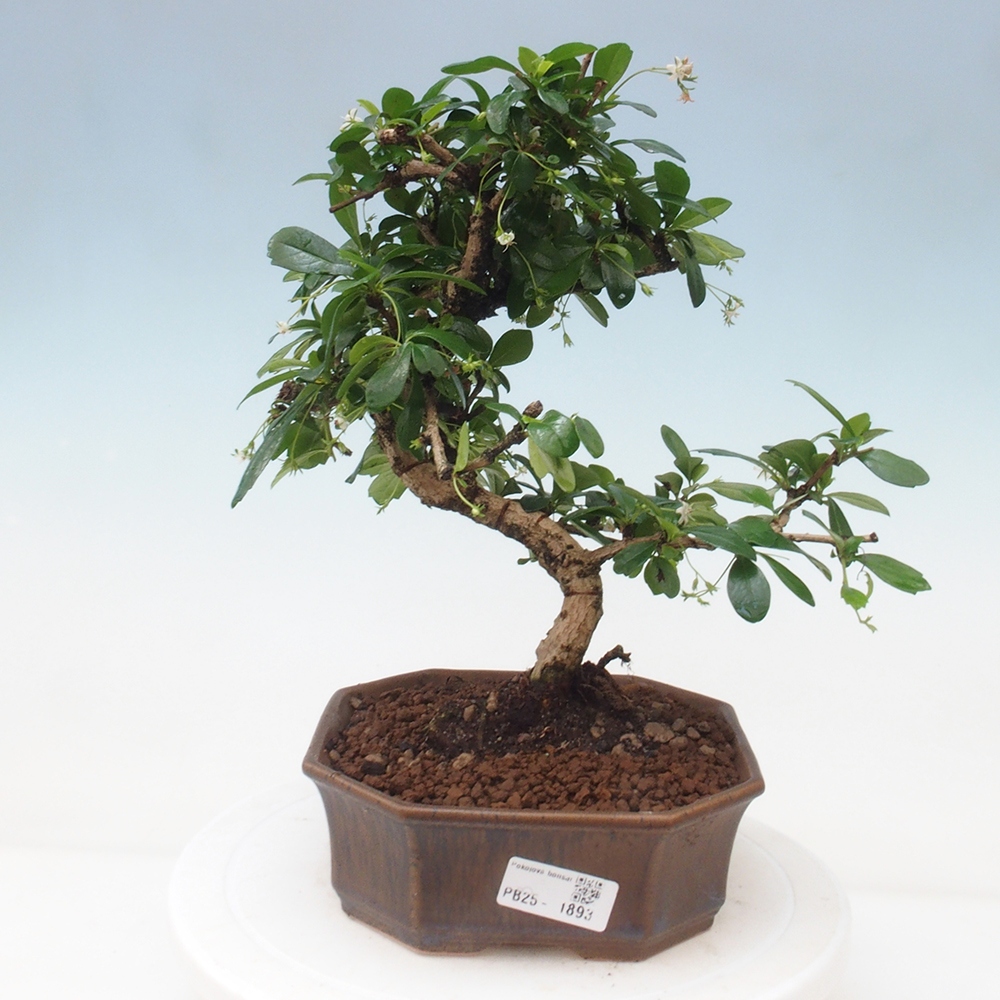 Zimmer Bonsai - Carmona macrophylla - Tea Fuki