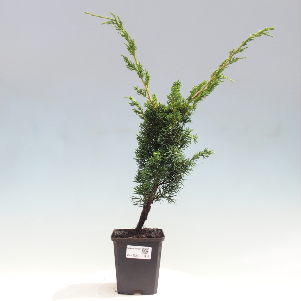 Bonsai für draußen - Juniperus chinensis Kishu