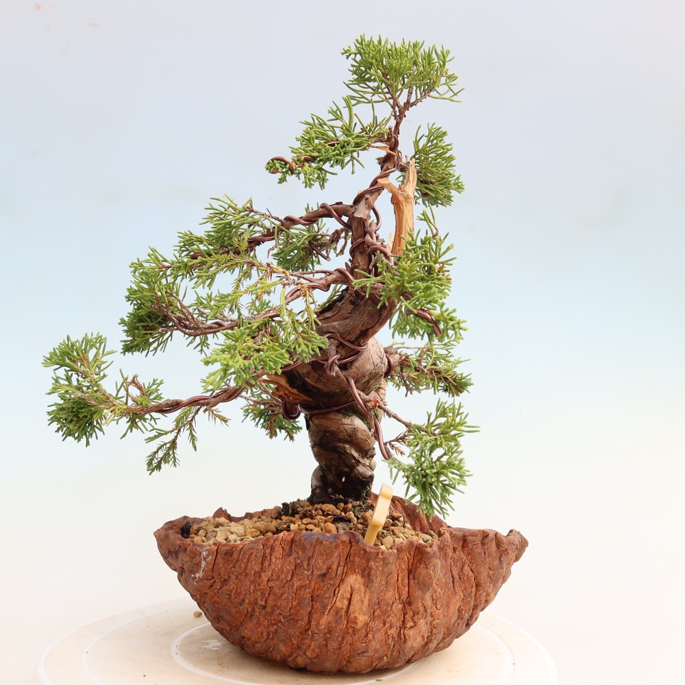 Bonsai für draußen - Juniperus chinensis Itoigawa-Juniperus chinensis