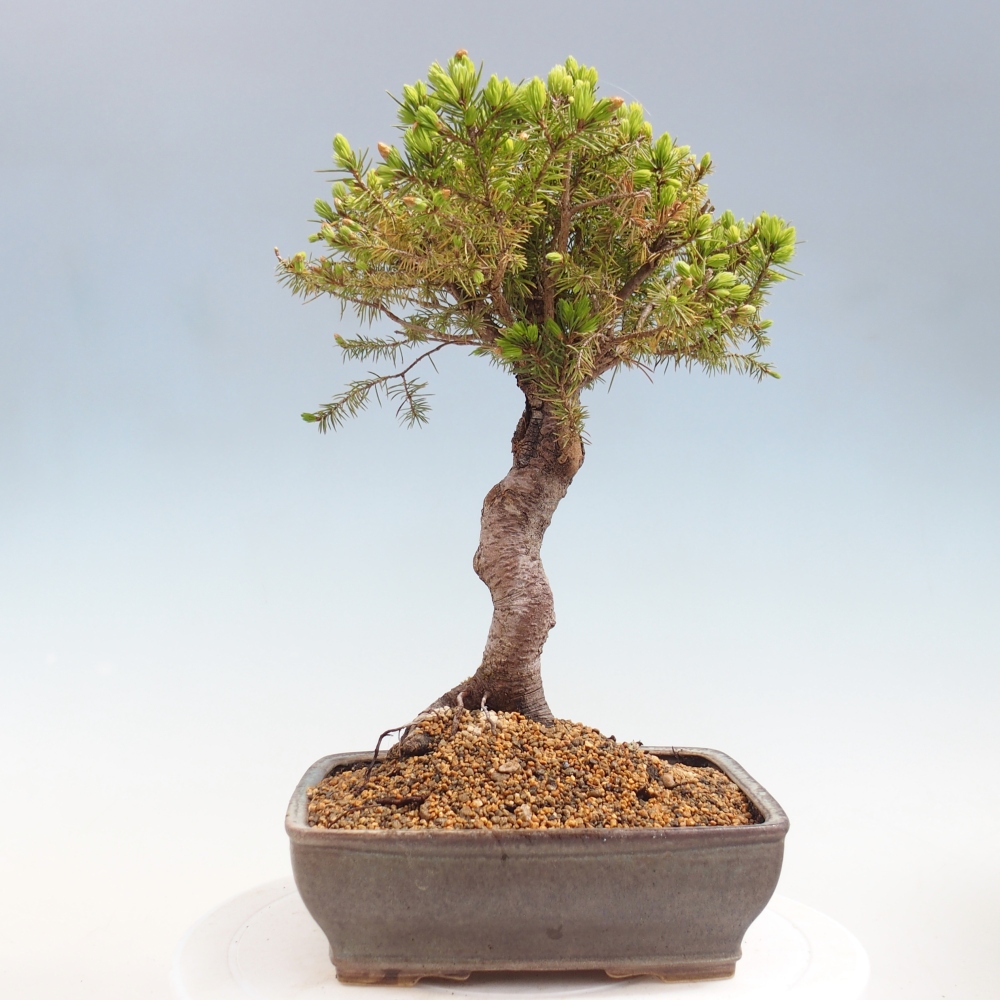 Bonsai für draußen - Fichte - Picea glauca globe