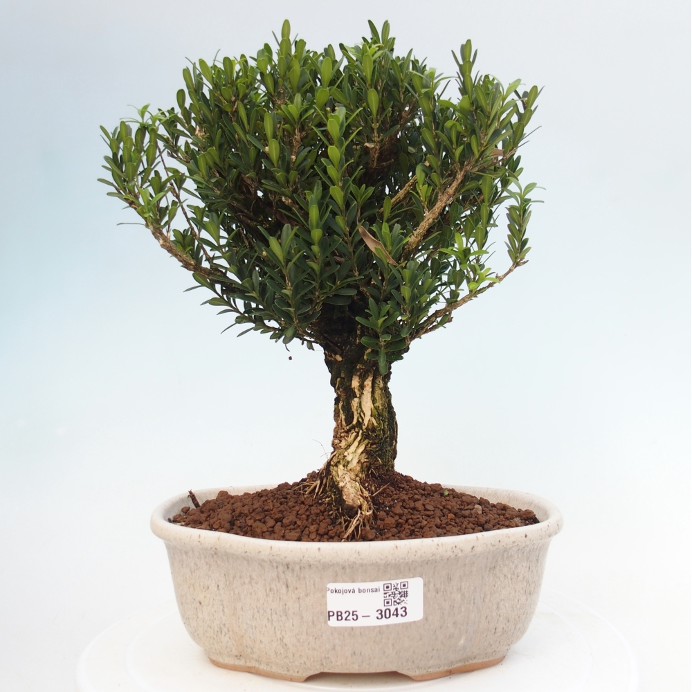 Innenbonsai - Buxus harlandii - Korkbuchsbaum