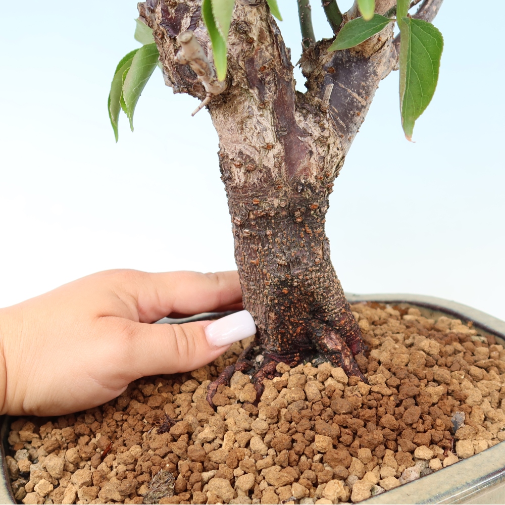 Bonsai für den Außenbereich – Japanischer Aprikosenbaum – Prunus Mume