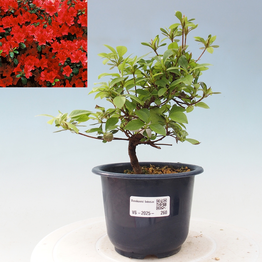 Bonsai im Freien - Japanische Azalee - Azalea Benibeni