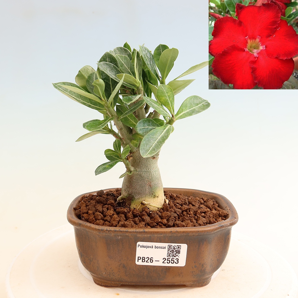 Zimmerbonsai – Adenium obesum „Red Star“ – Wüstenrose