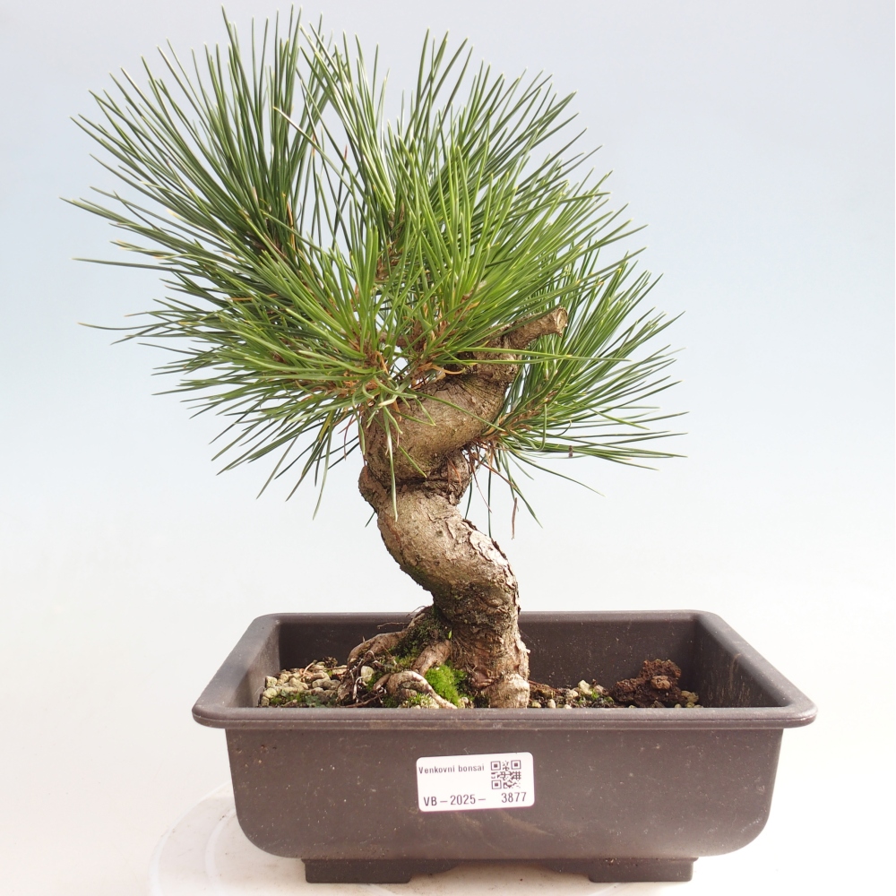 Bonsai für draußen - Pinus thunbergii - Thunberg-Kiefer