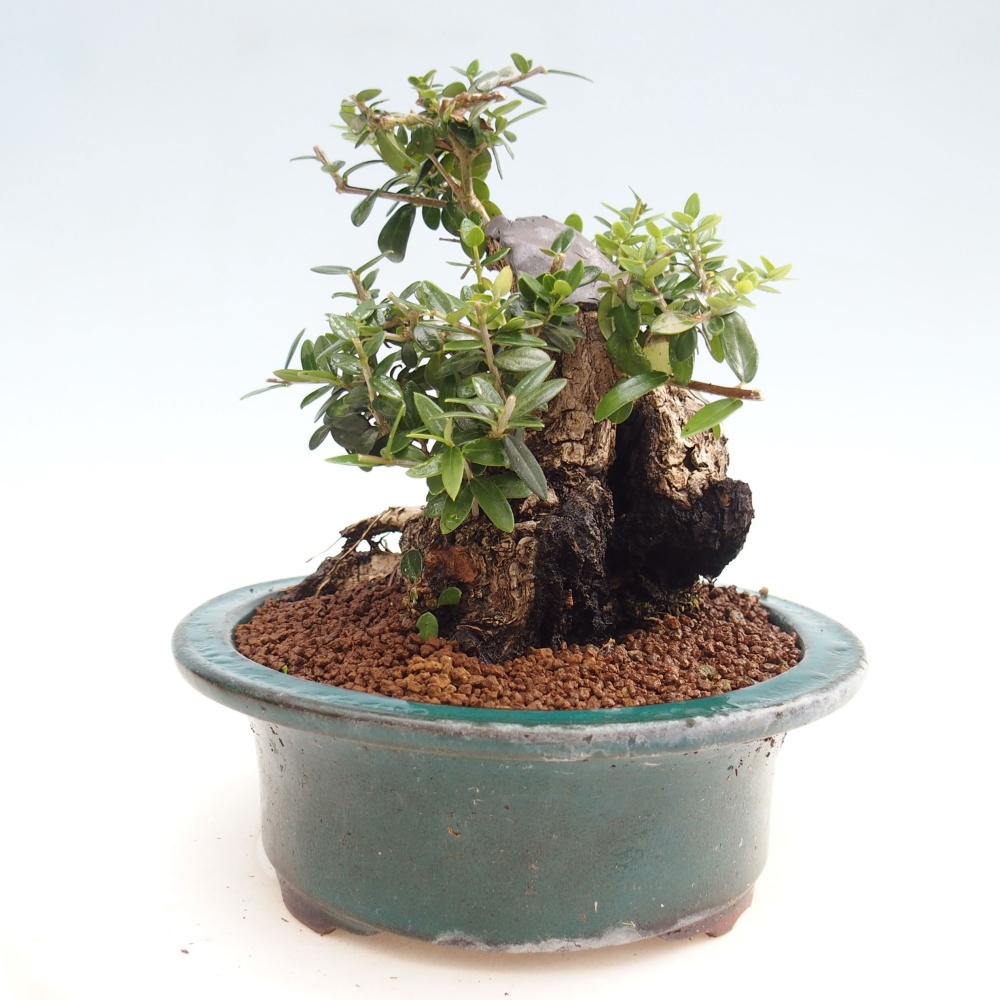 Indoor-Bonsai - Olea europaea sylvestris - Europäisches kleinblättriges Olivenöl