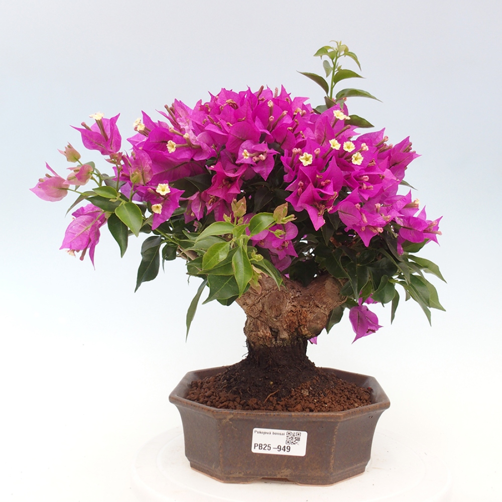 Indoor Bonsai - Bouganwilea