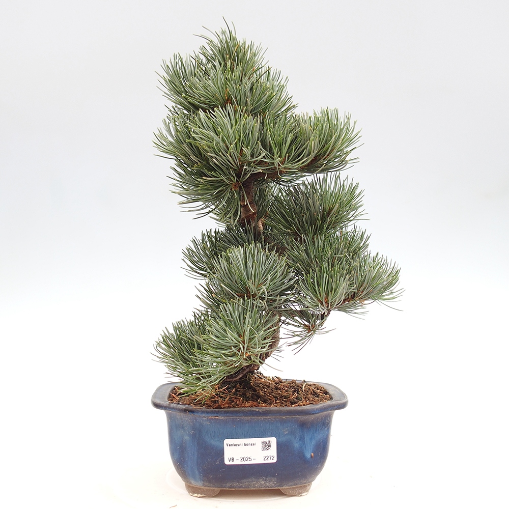 Bonsai im Freien - Pinus parviflora - kleine Kiefer