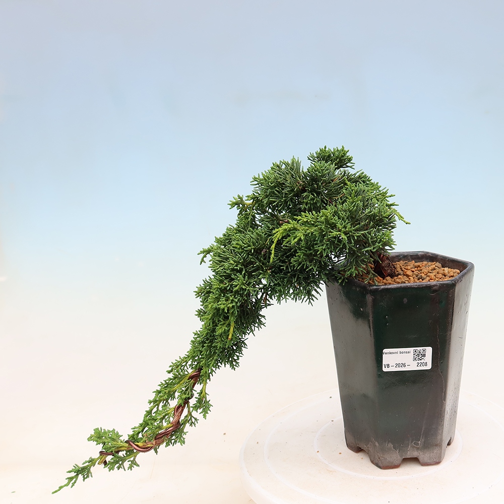 Bonsai für draußen - Juniperus chinensis Kishu