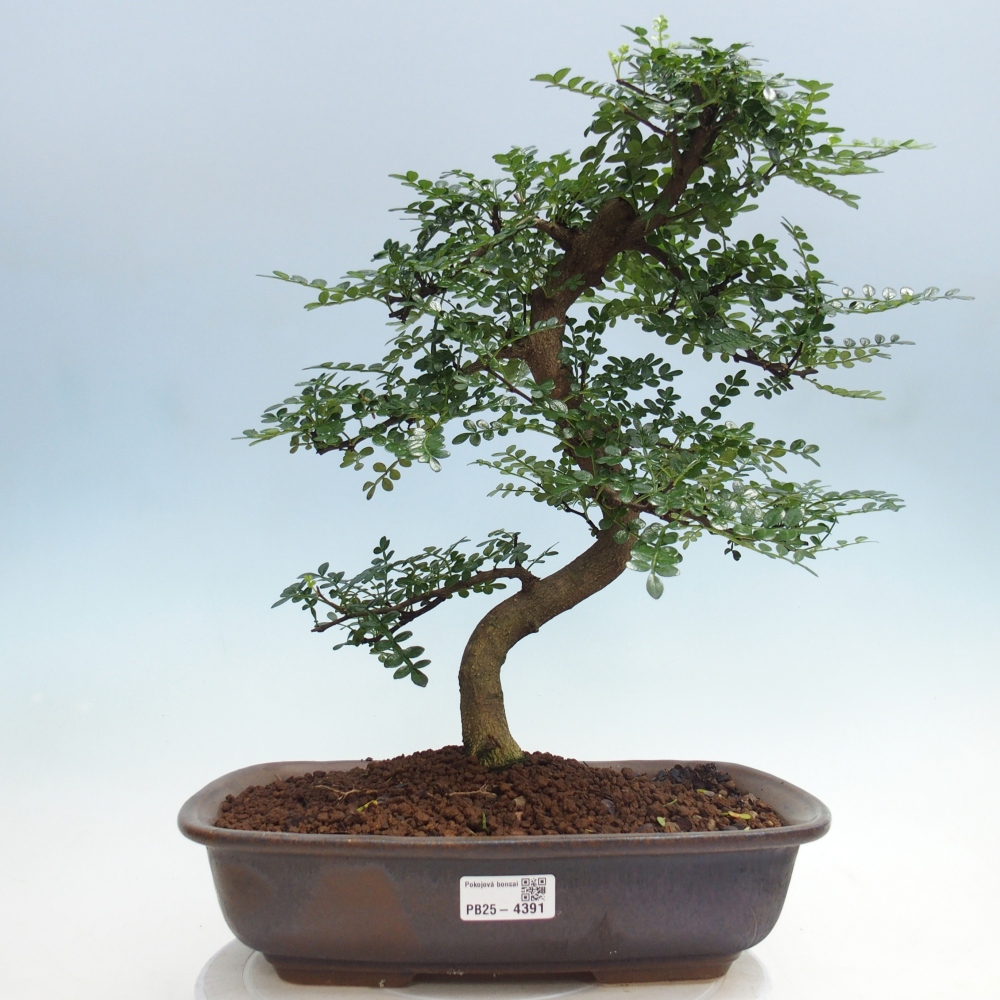 Zimmer Bonsai - Zantoxylum piperitum - Pfefferbaum