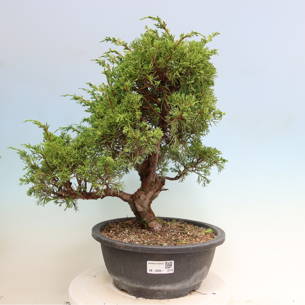 Bonsai für draußen - Juniperus chinensis Itoigawa-Juniperus chinensis