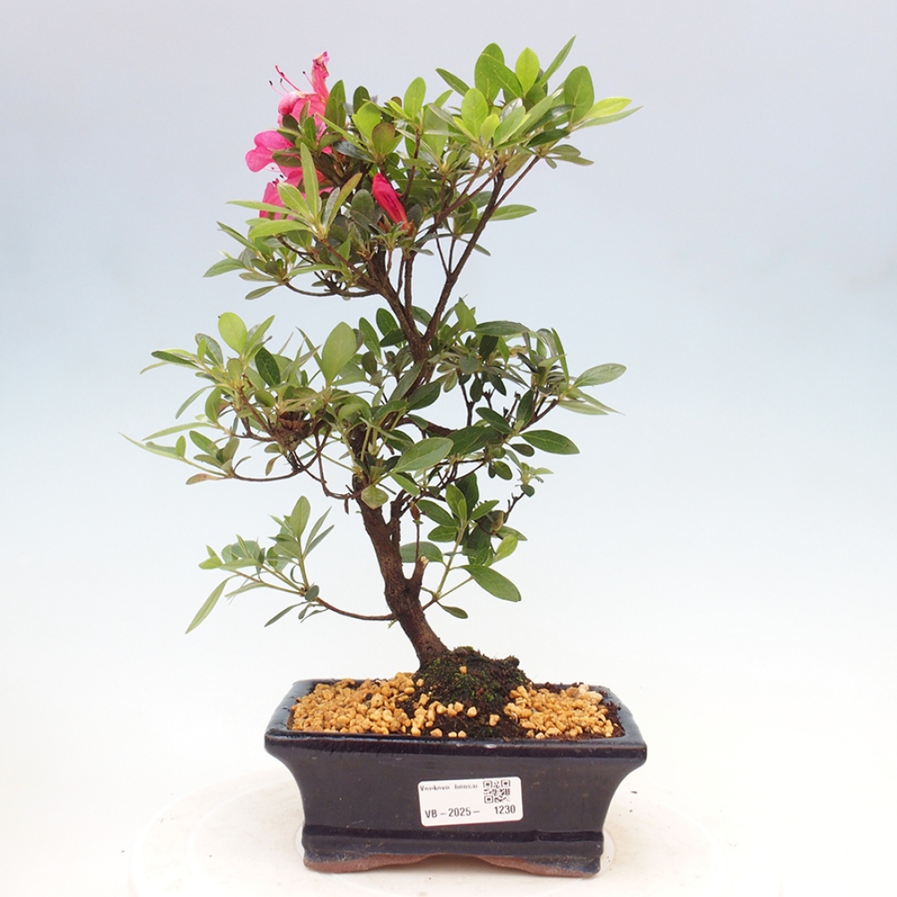 Bonsai im Freien - Japanische Azalee - Azalea sp.