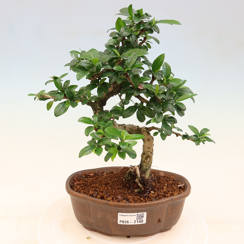 Zimmer-Bonsai - Carmona macrophylla - Tee-Fuki