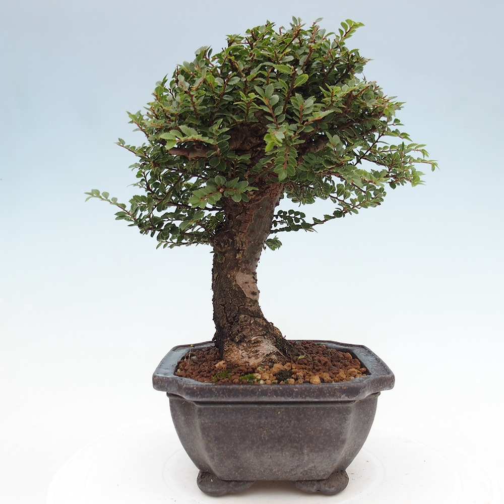 Bonsai im Freien - Ulmus parvifolia Hokkaido - Chinesische Ulme
