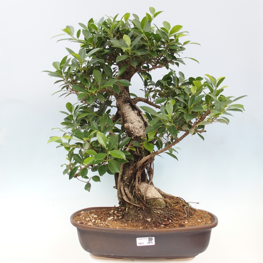 Zimmerbonsai - Ficus kimmen - kleinblättriger Ficus - NUR PERSÖNLICHE ABHOLUNG oder Palettentransport