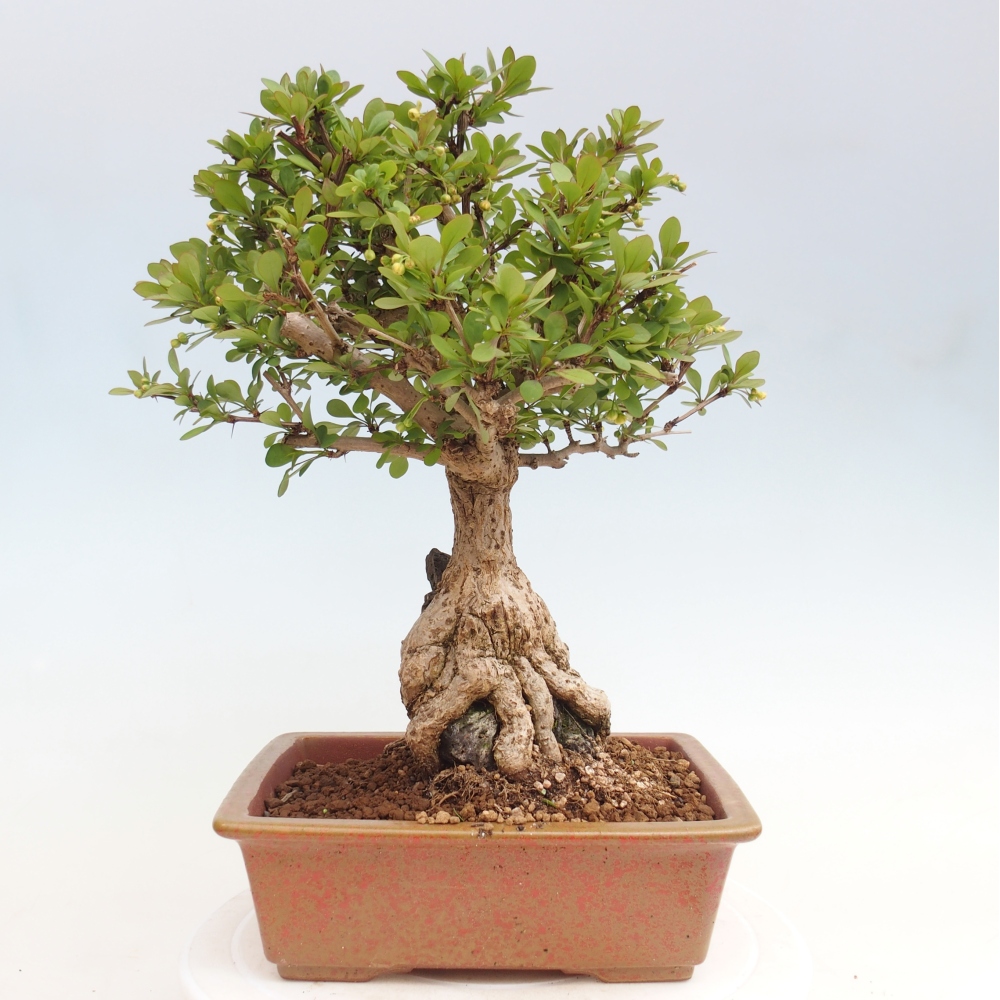 Bonsai für draußen - Berberis coreana