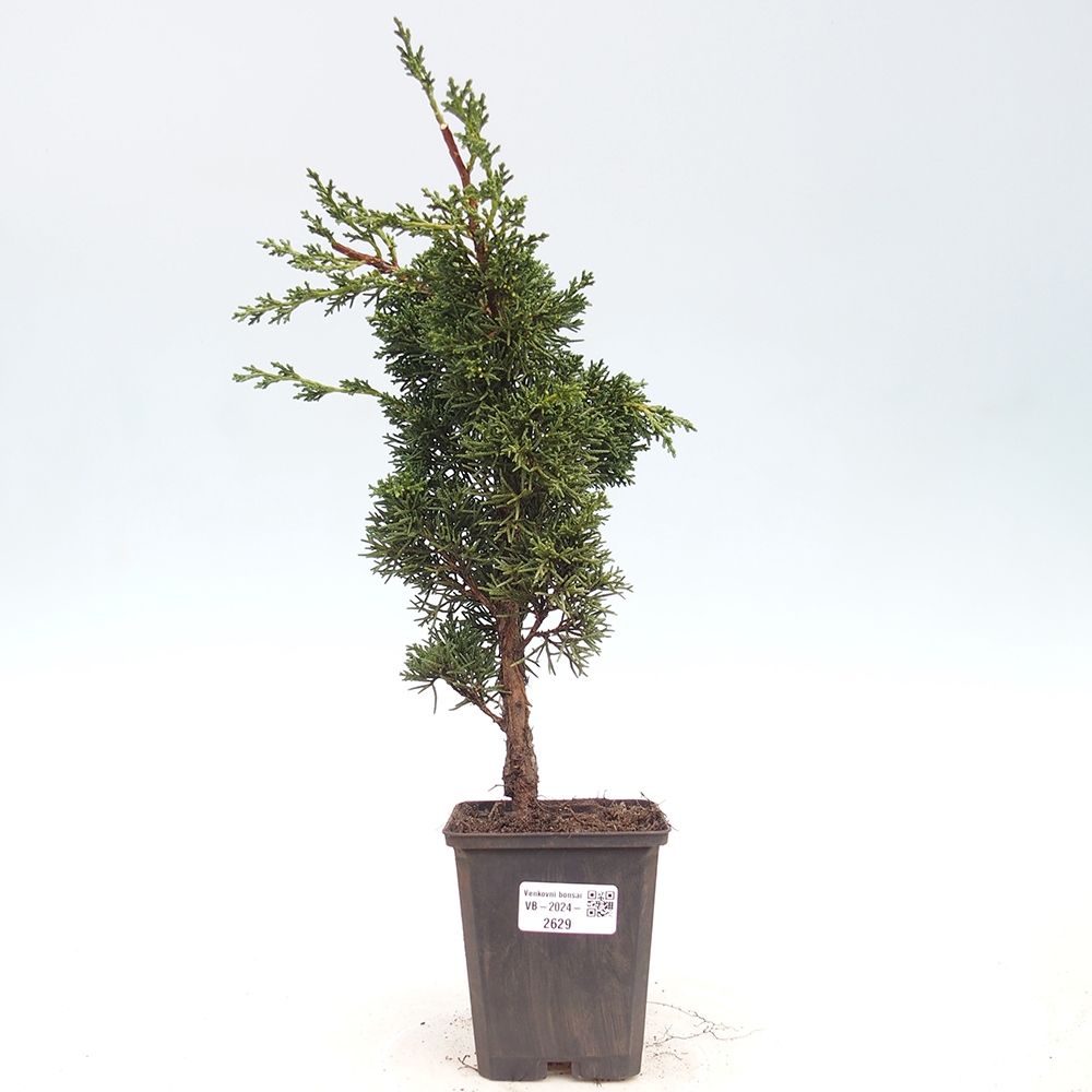 Outdoor-Bonsai - Juniperus chinensis Kishu - Chinesischer Wacholder