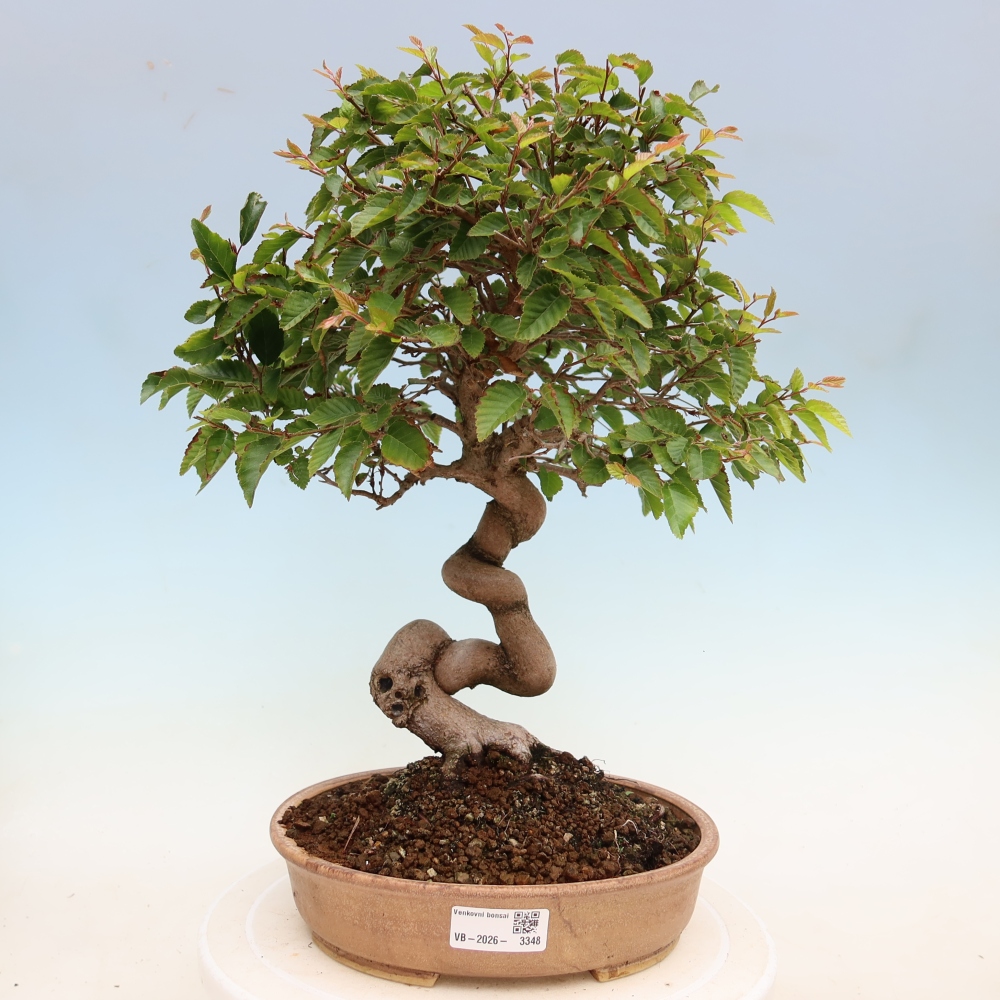 Bonsai für draußen - Karpinus Coreana - Koreanische Hainbuche
